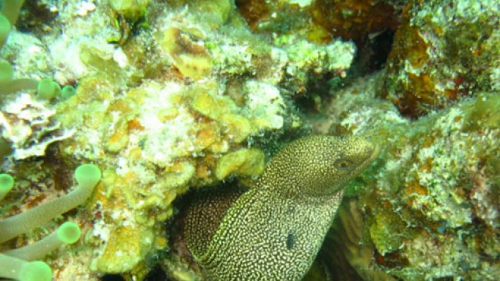 Goldtail Moray (42)_352
